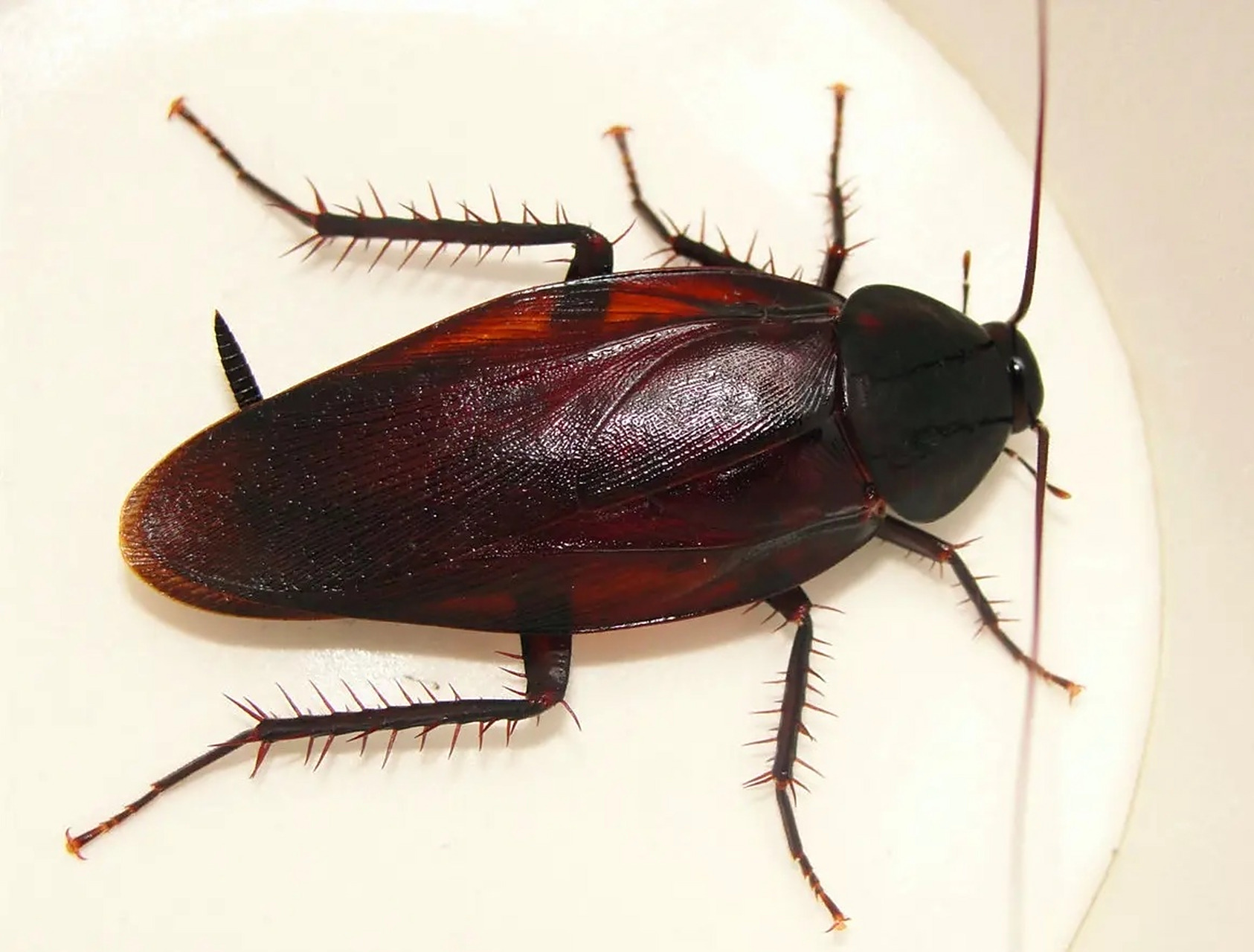 每日识虫~东方蜚蠊 类别 物种类别:蟑螂 科属:蜚蠊科 拉丁名:blatta