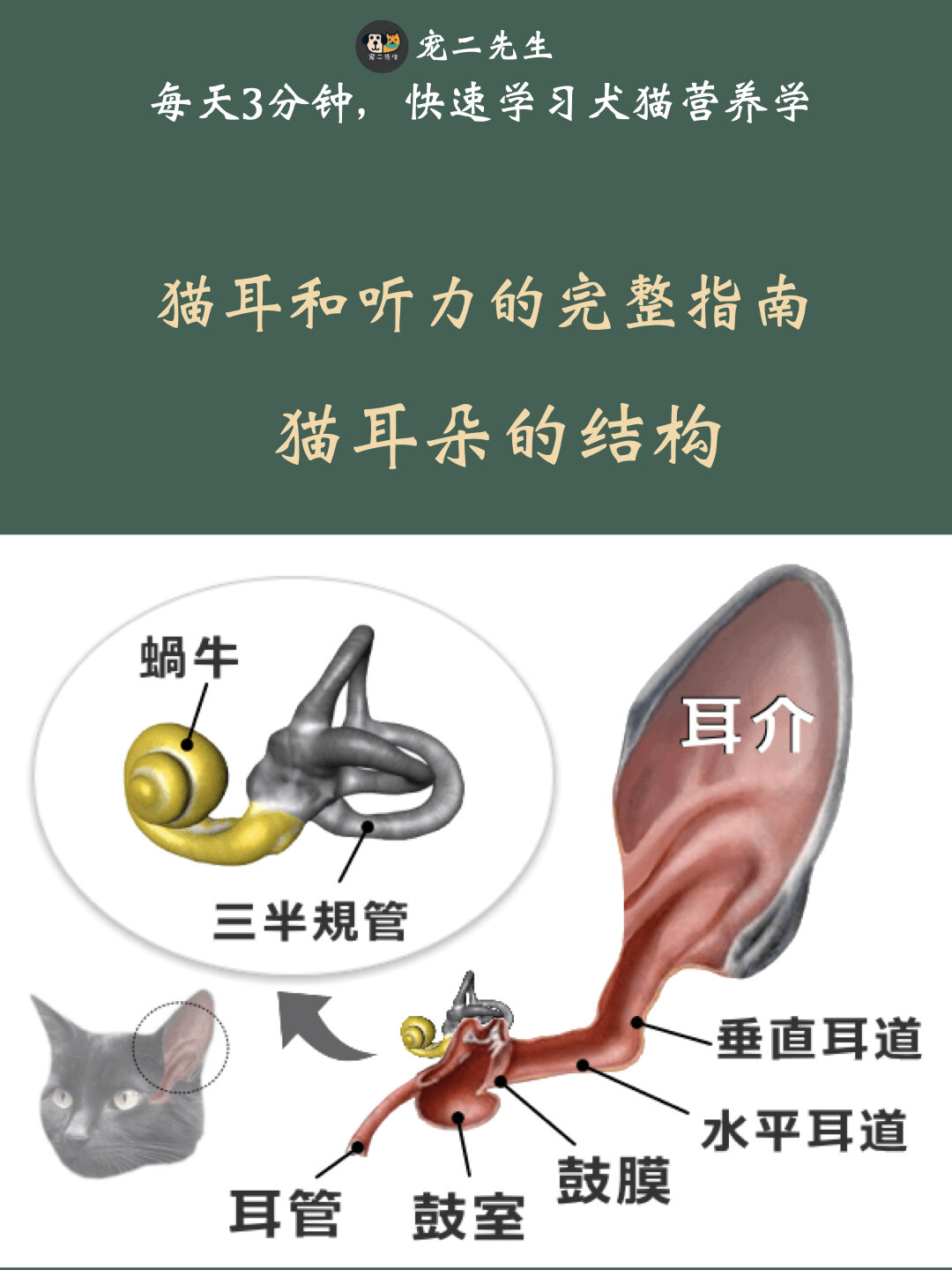 猫咪耳朵和听力指南:猫耳朵的结构