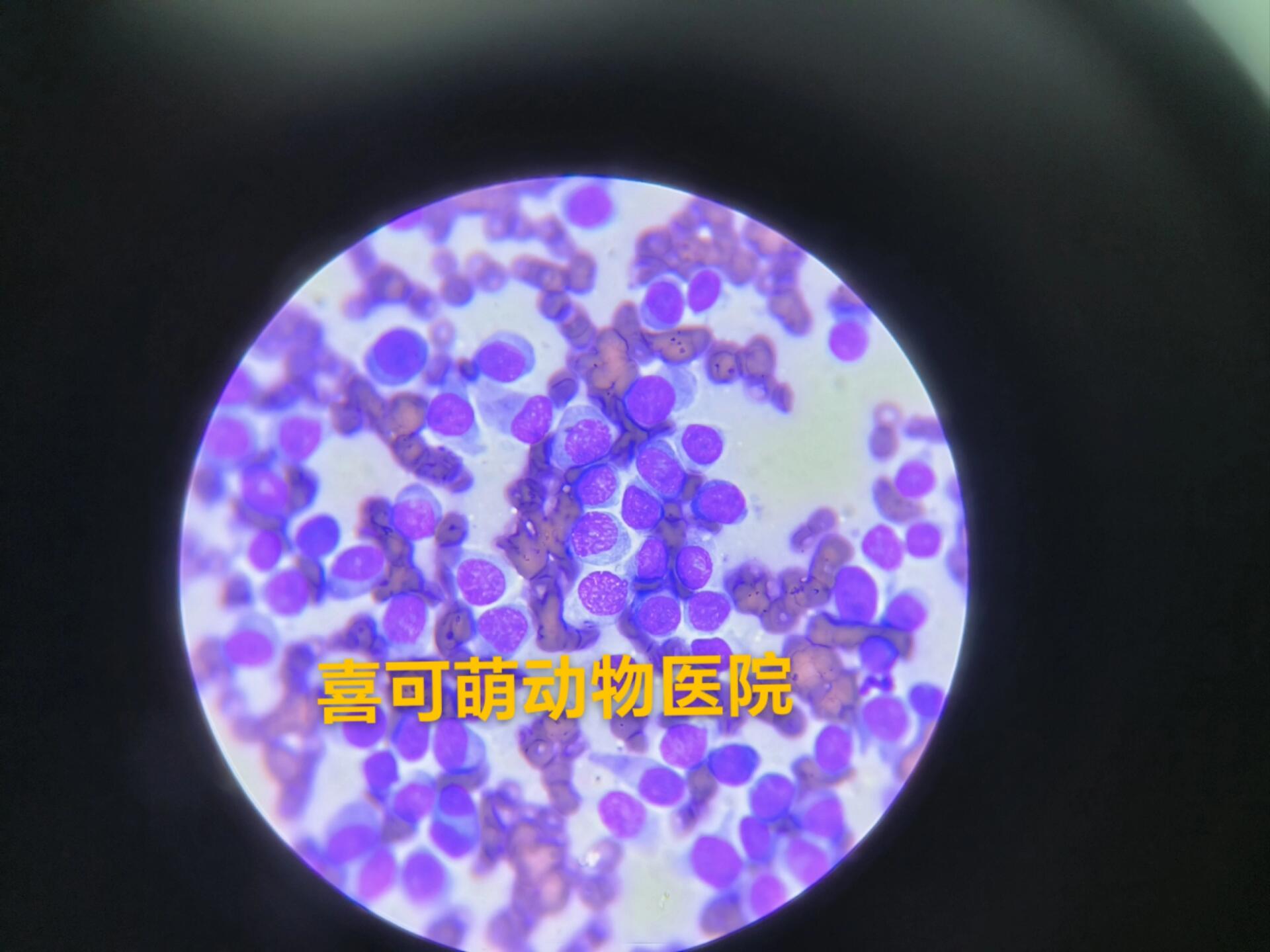 犬组织细胞瘤 犬组织细胞瘤是青年犬最常发生的良性肿瘤.