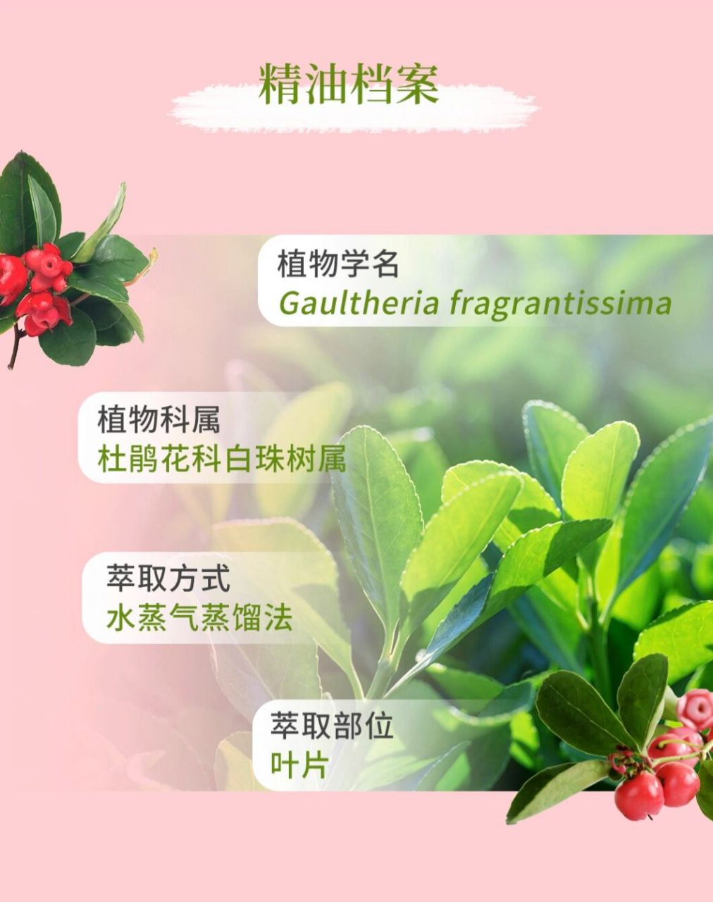 多特瑞精油-冬青篇 冬青精油有一个非常强大的香气,使用时香味可以