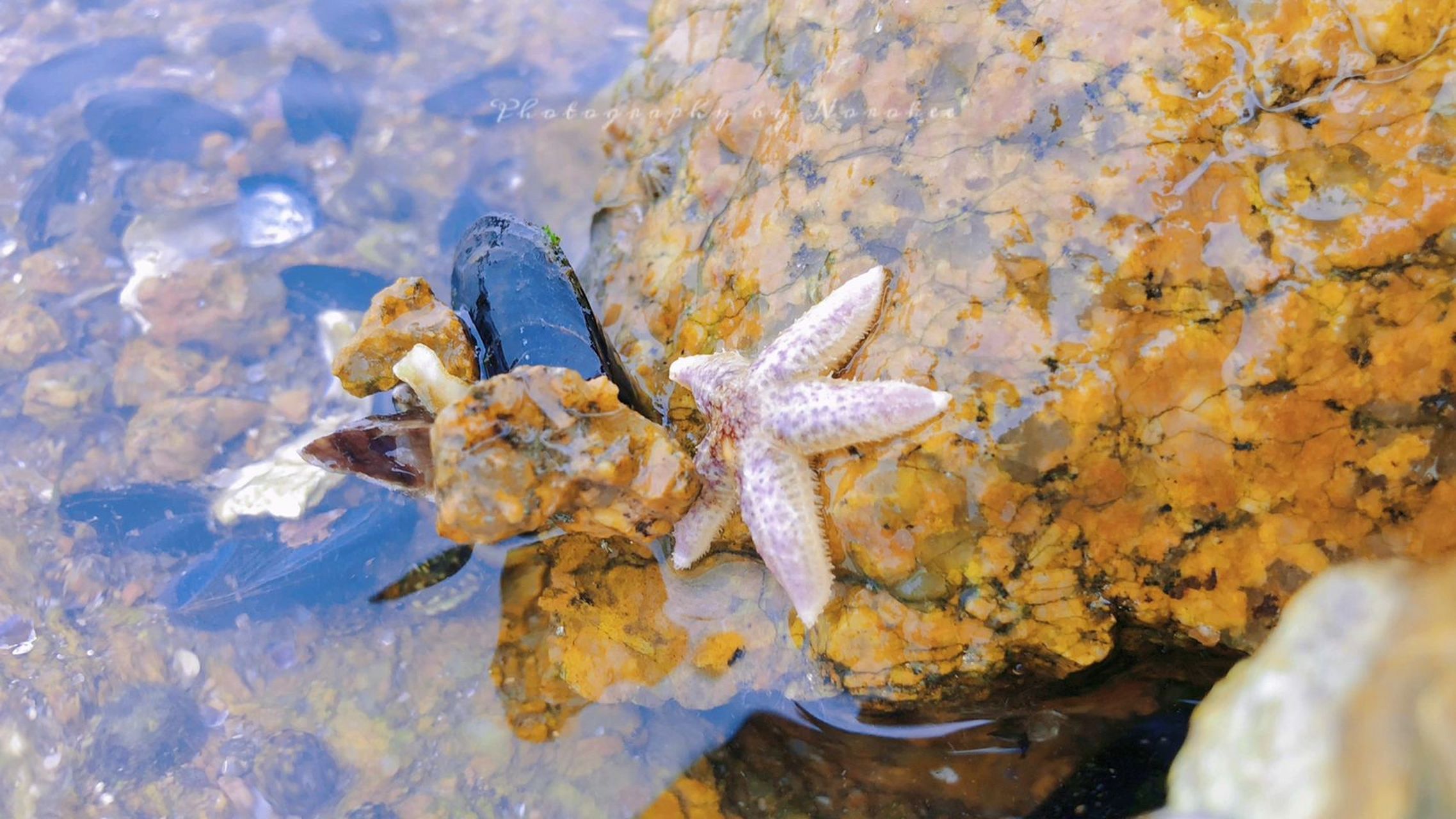 青岛赶海 | 这片海滩海星好多 快领娃去捡吧 时间:2022.5.