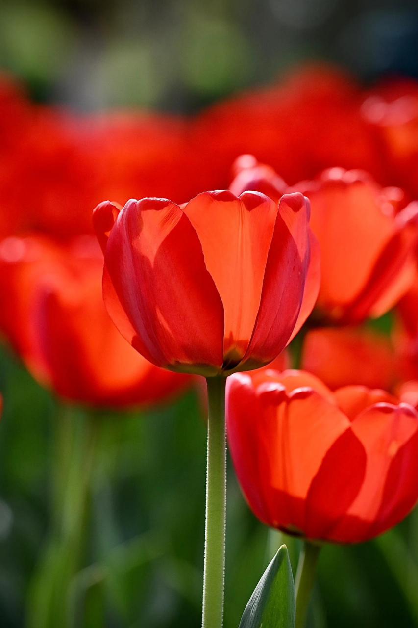 红花绿叶映,红艳如霞光.