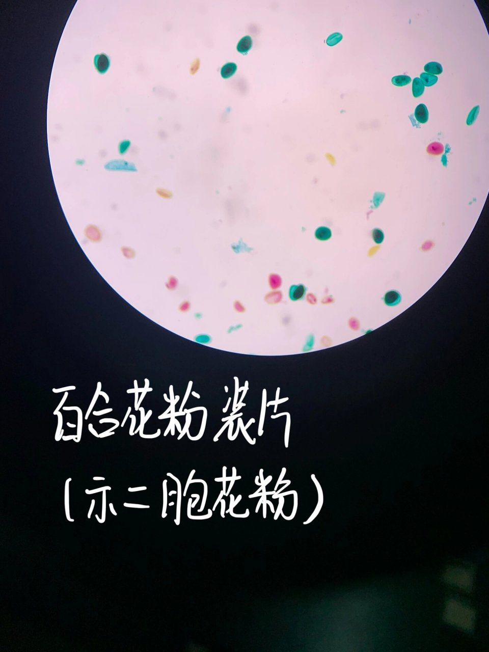 百合子房二分体期切片 5.百合胚珠胚囊内四核期 6.