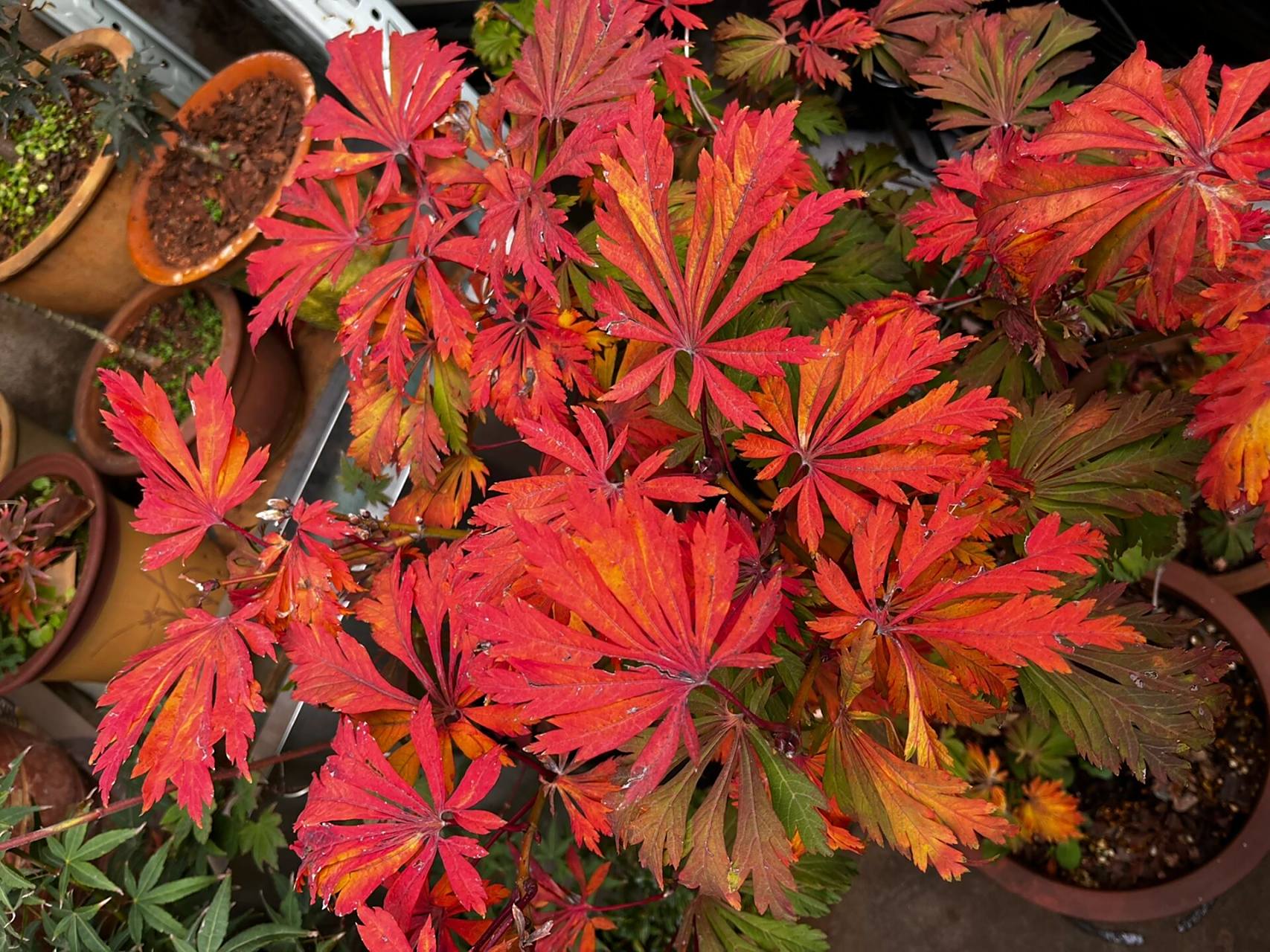 枫树舞孔雀 秋天变色优秀品种