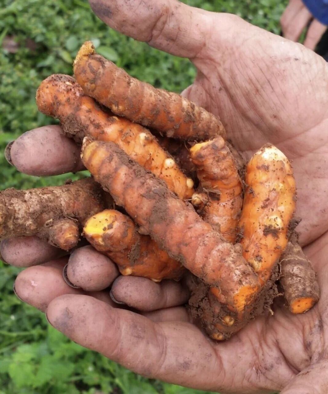 姜黄的功效与食用 姜黄功效主要包括: 1.