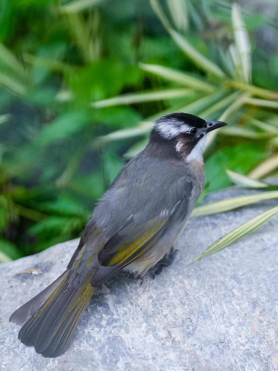 白头鹎(白头翁) 学名:pycnonotus sinensis,是鹎科,鹎属小型鸟类