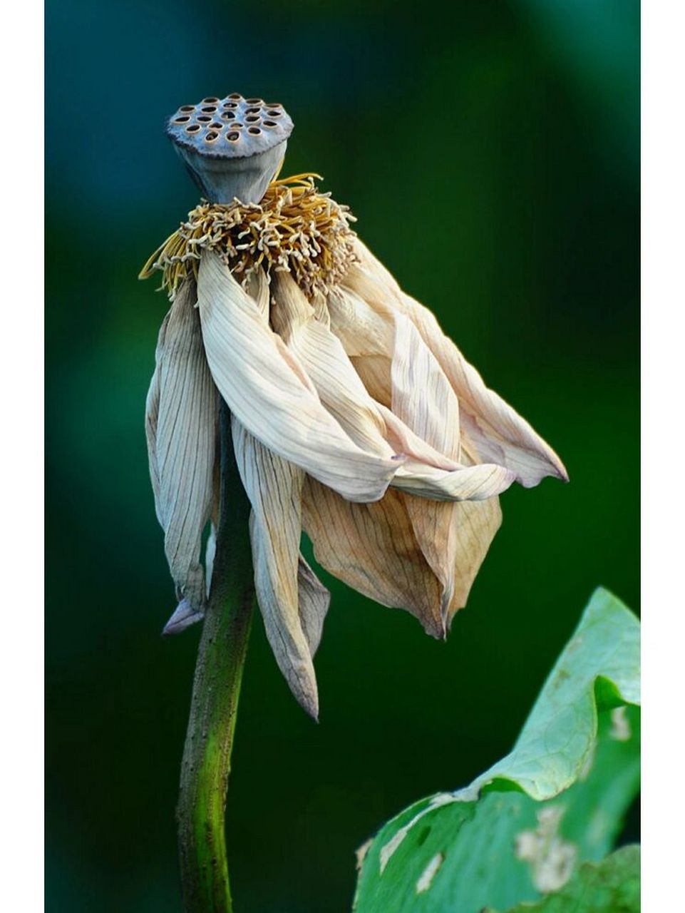 秋意愈重,荷花凋残,但残荷较之盛荷有着另一番凄美的意境.