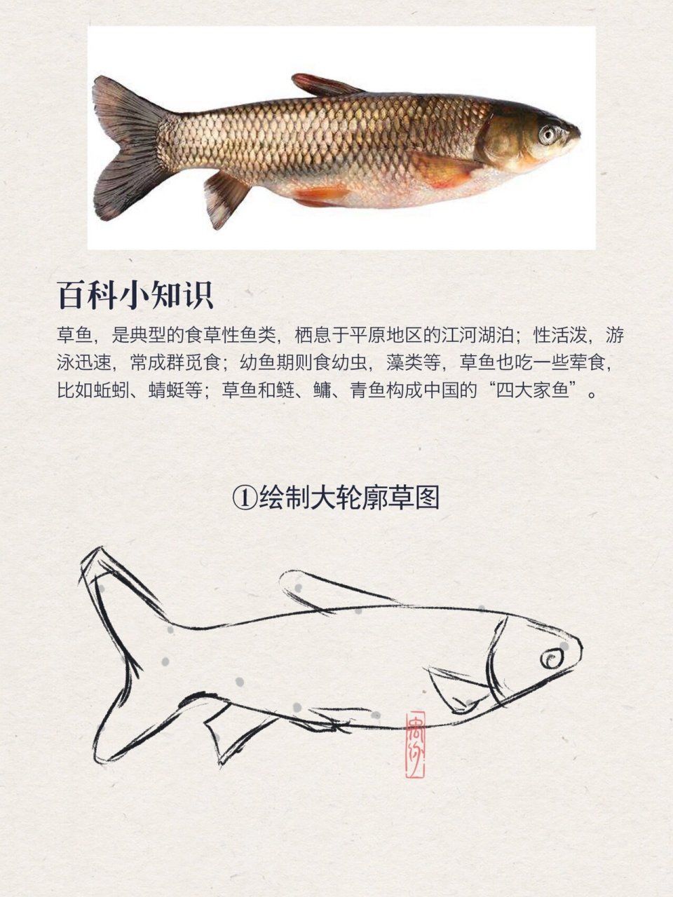 96国风插画|草鱼线稿教程 74观察图片中鱼体的走向和鱼尾的摆动