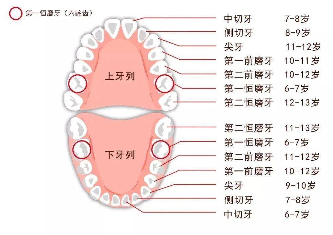 进口腔科的第一天是不是对牙齿的分区还有名字一头雾水?