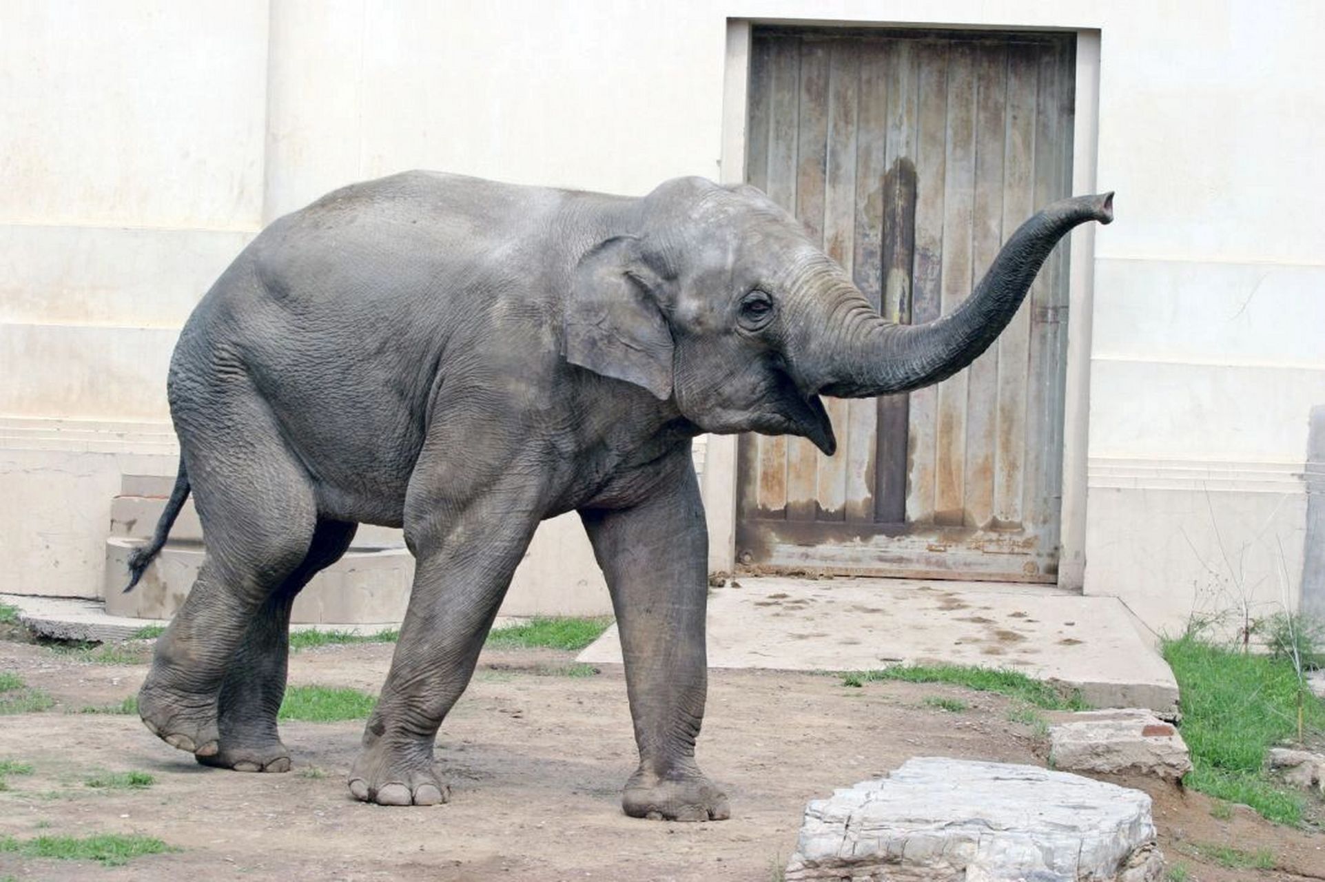 国家级一级重点保护野生动物——亚洲象 亚洲象(学名:elephas maximus