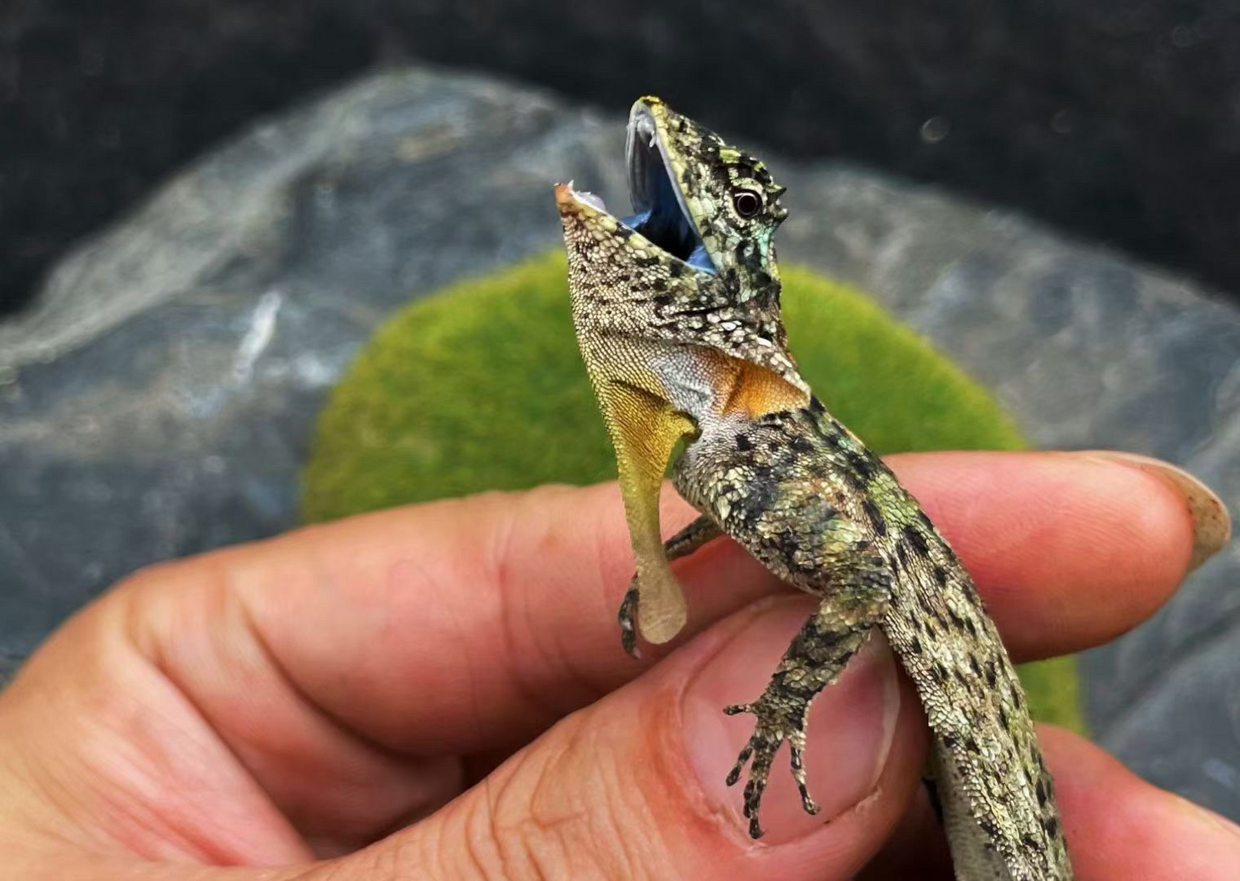 斑飞蜥 小几百会飞的蜥谁不喜欢呢?