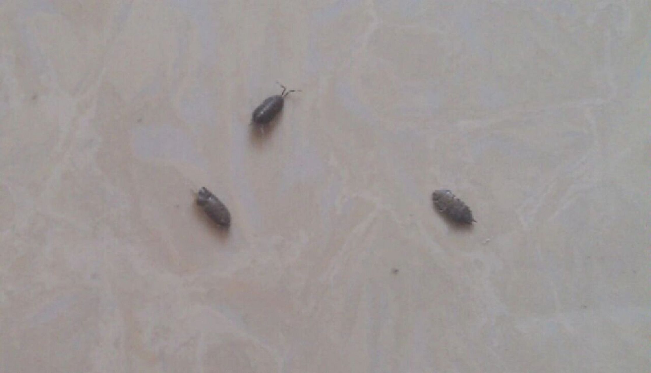 家庭驱除潮虫小妙招非常有效的方法 家里有潮虫一般是因为家里的环境