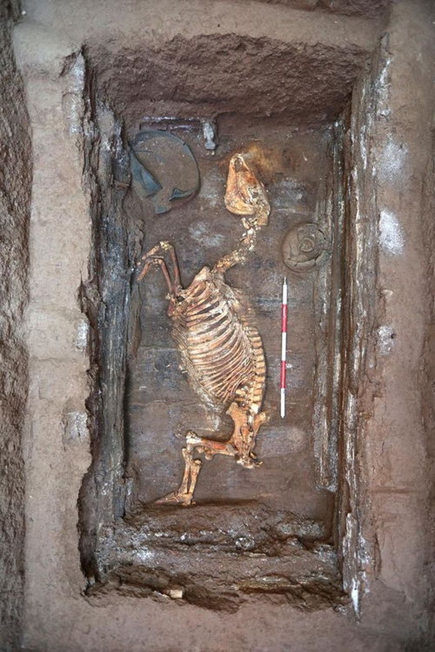 汉文帝霸陵殉葬坑发现大熊猫骨骼# 在汉文帝陵墓西侧的动物埋葬恐中