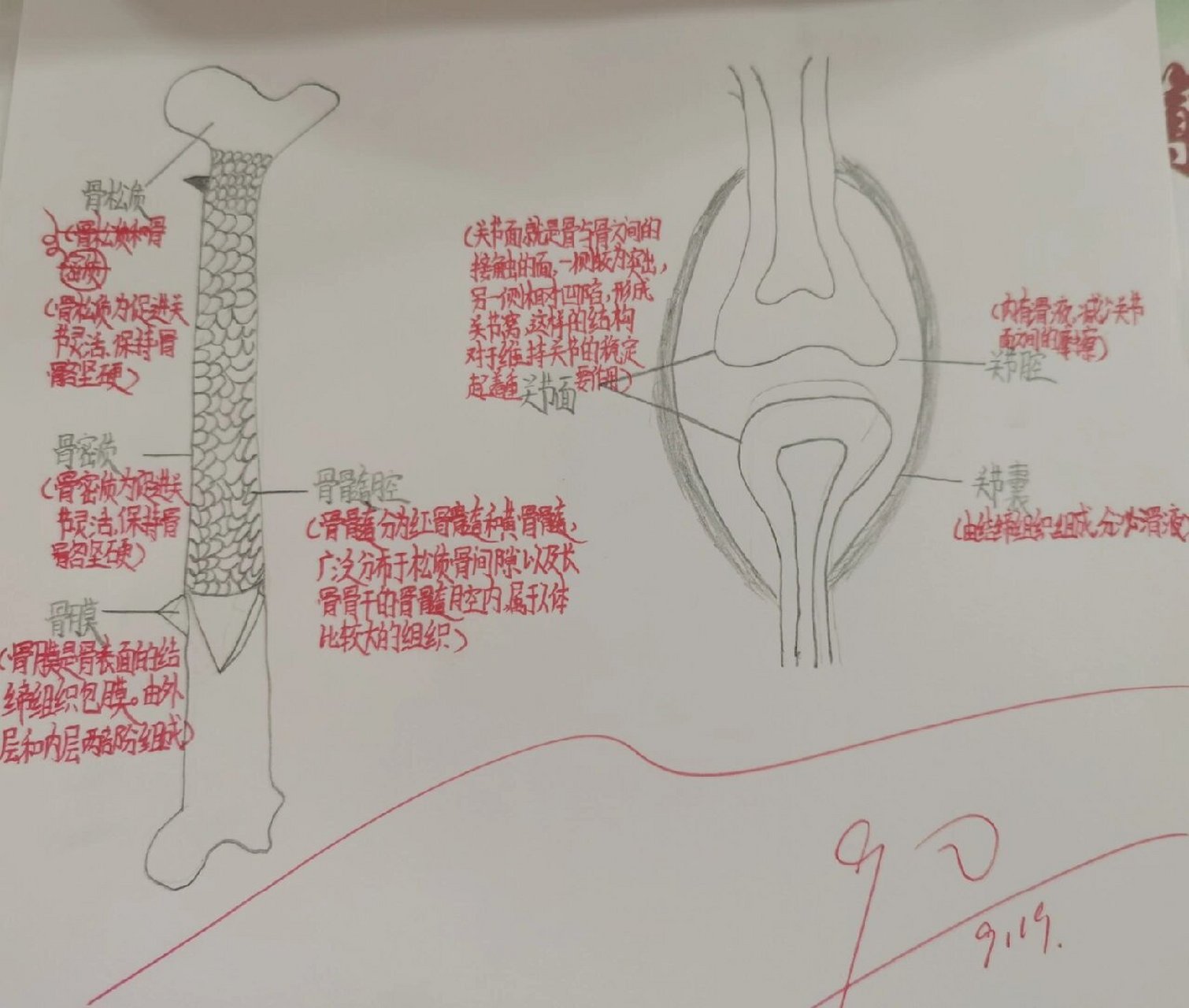 关节结构图初二生物图片