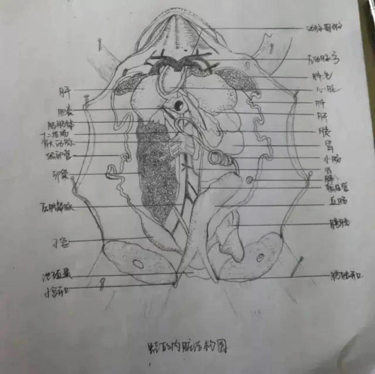 青蛙内脏解剖手绘图图片