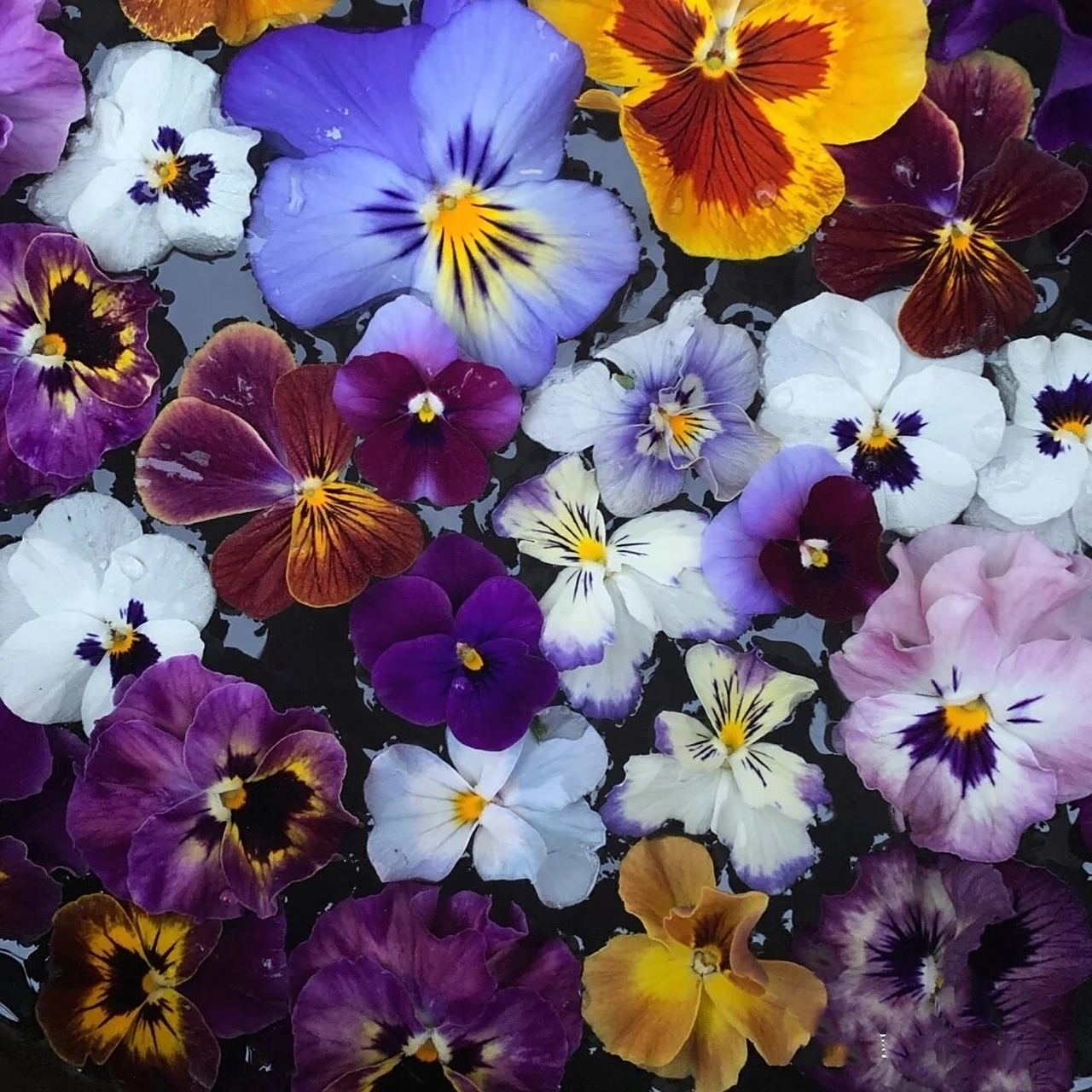 三色堇丨生长日记 三色董喜欢微潮的土壤环境,不耐旱.