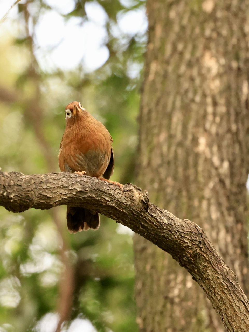 天河公园打鸟之画眉(二)