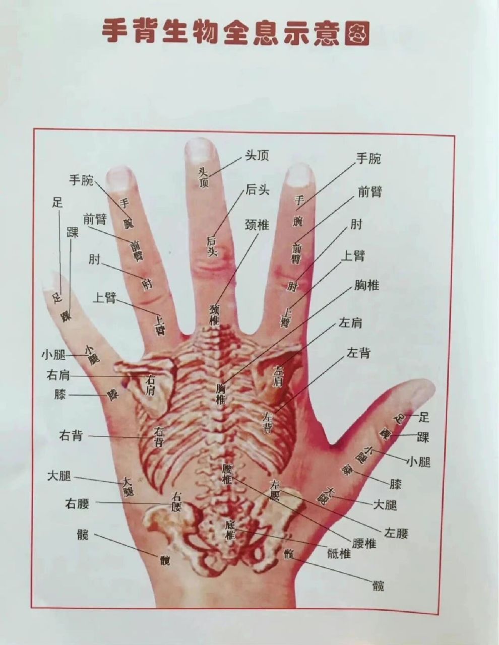 手掌身体全息反应图图片