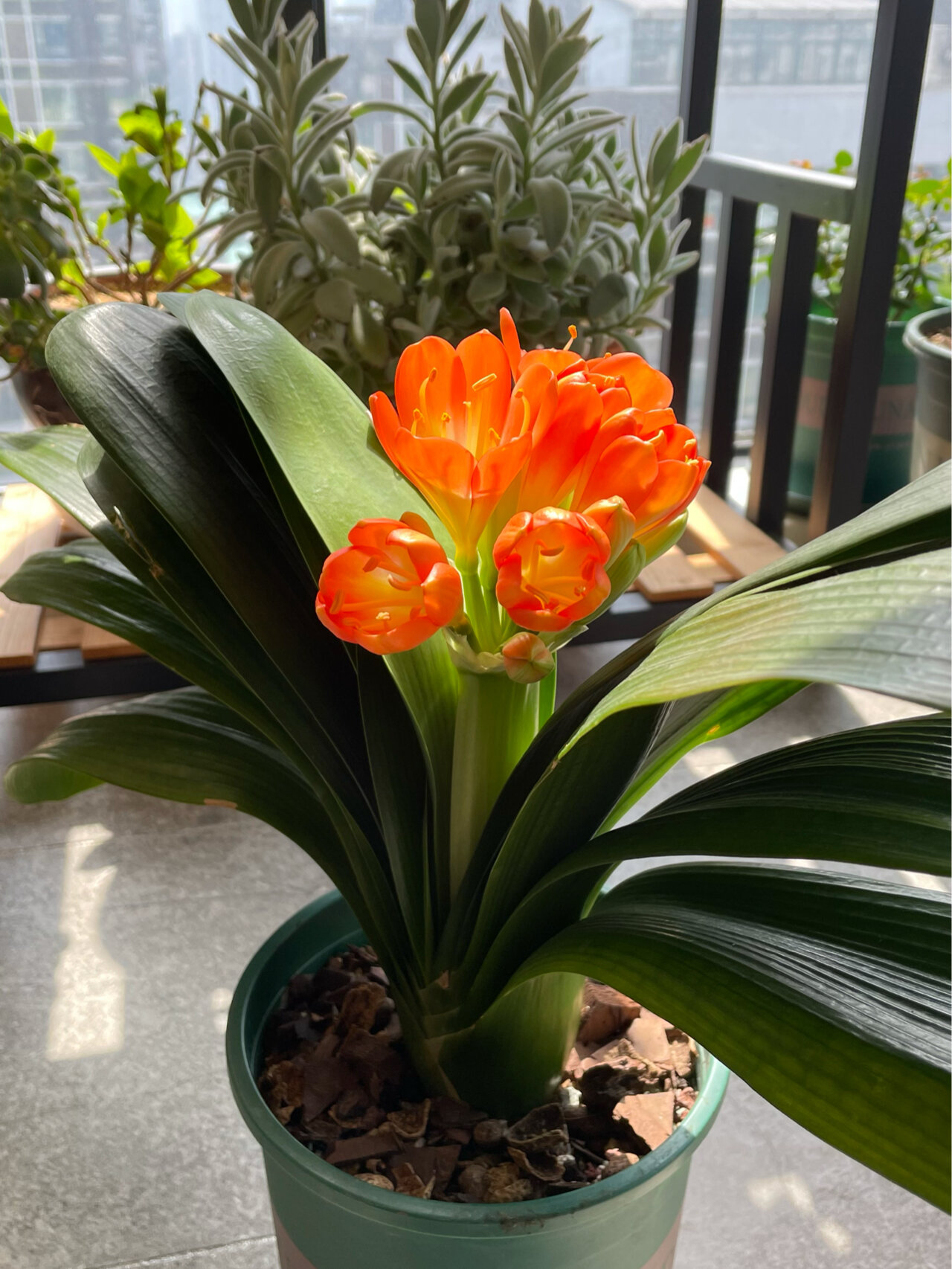 这盆君子兰是我在2021年4月削根重新种植的,当时因为烂根了.