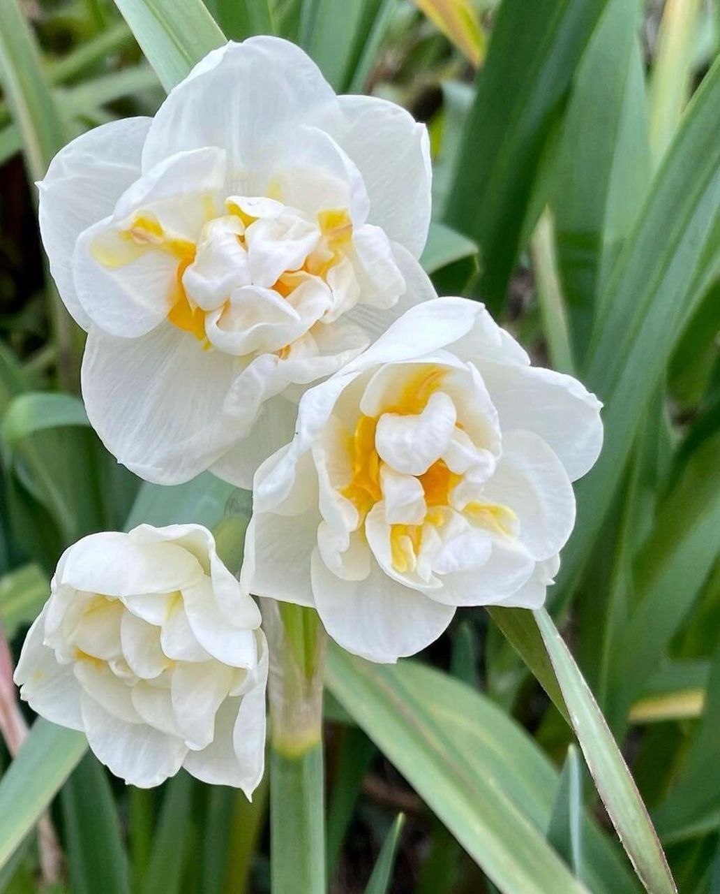 每日一花03|水仙 narcissus 水仙|石蒜科多年生鳞茎植物 水仙的生长适