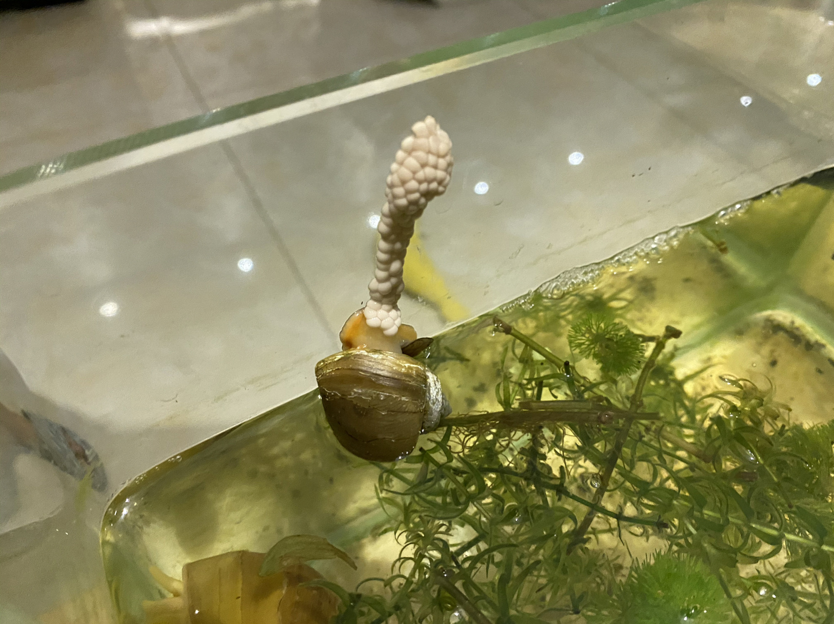 观赏海螺饲养和繁殖 今年五月份买的海螺,有黄金螺,蓝神秘螺,苹果螺