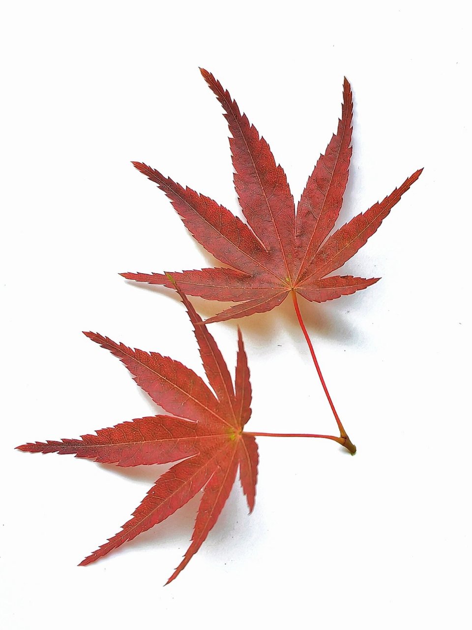 绘画素材1000更——鸡爪枫