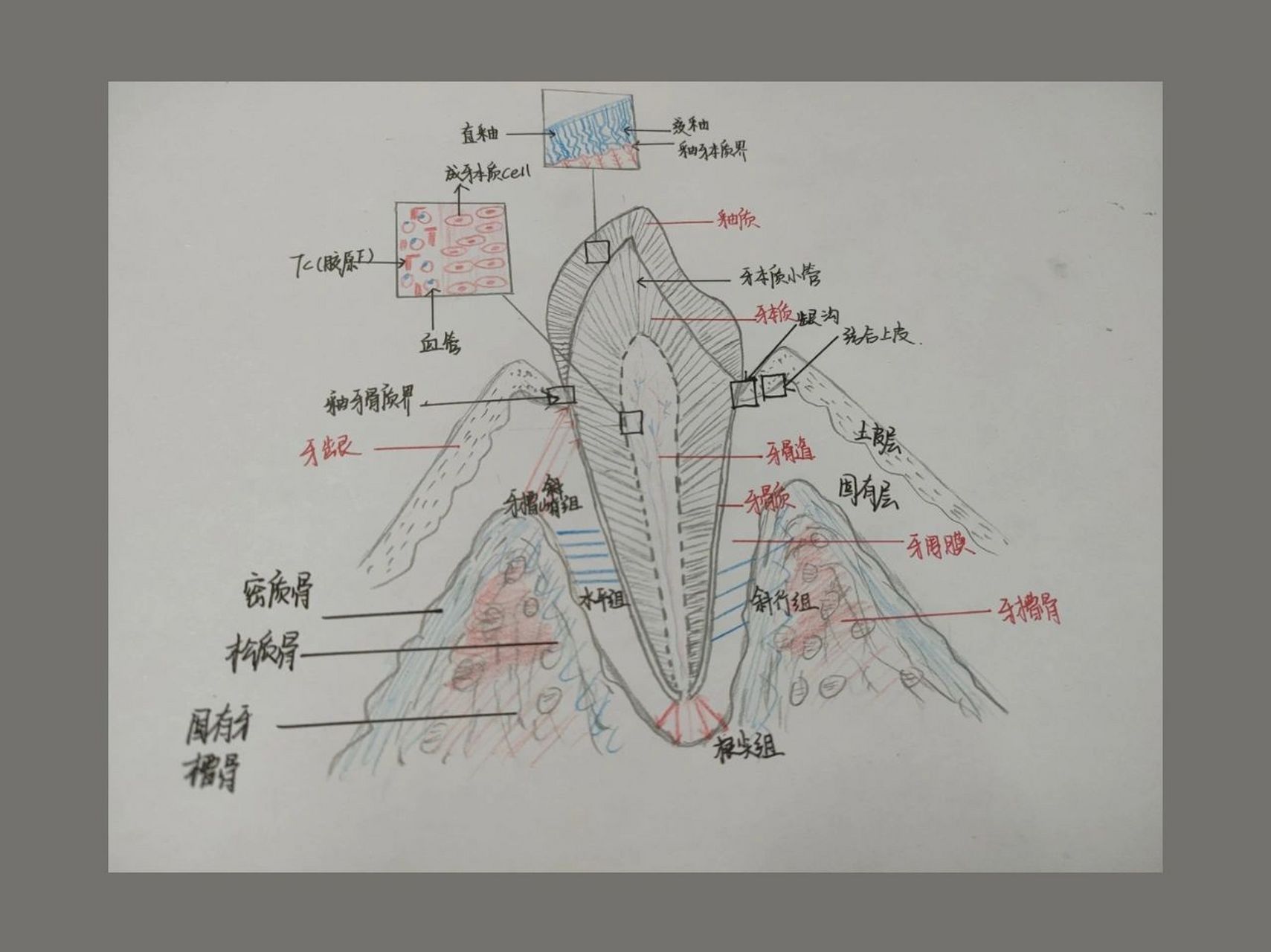 口腔牙体牙周组织模式图 70知识点:(图主要画的名称) 78牙体组织