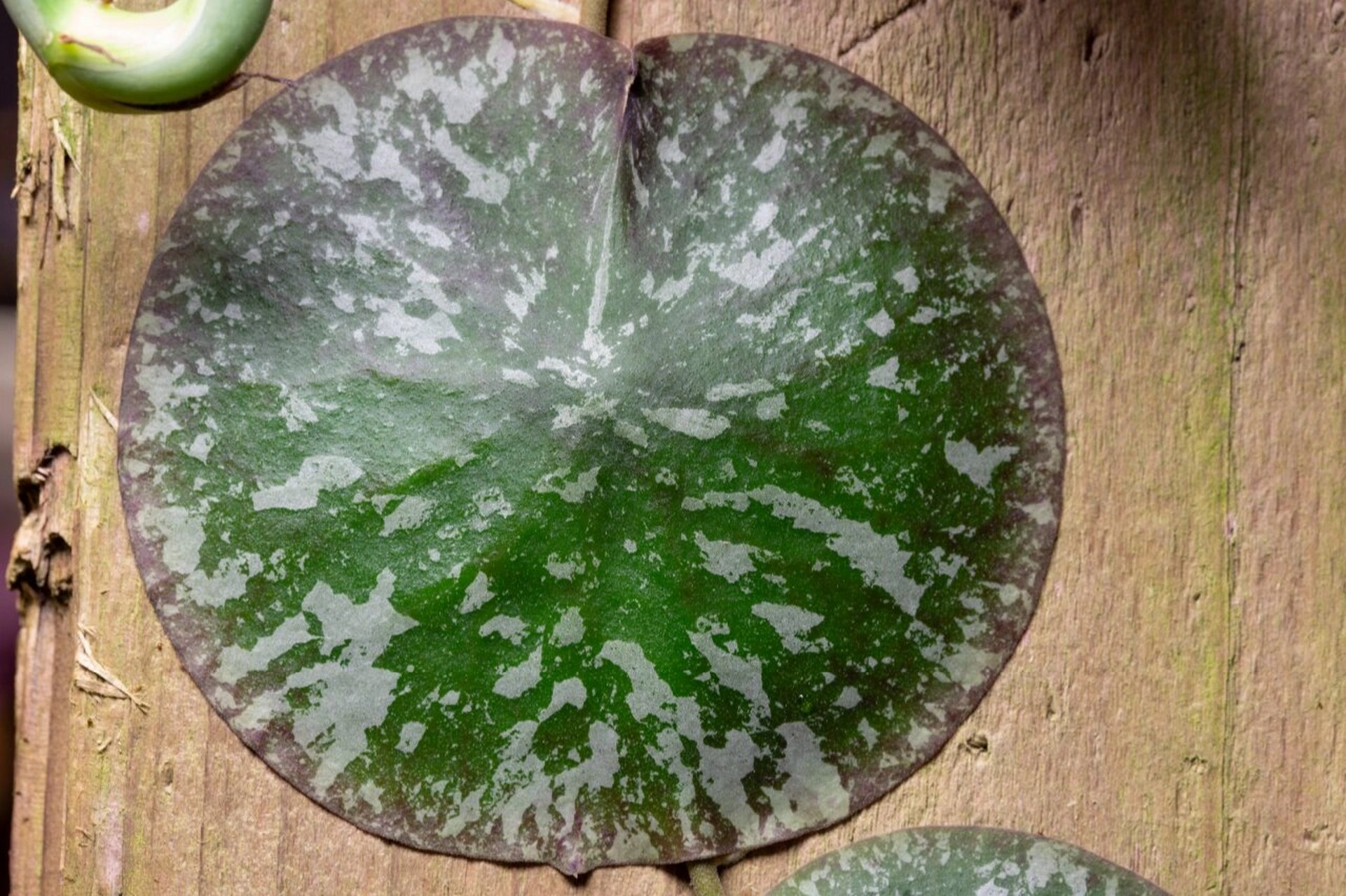 龟壳球兰 hoya imbricata 这木板本来手没办法伸过去拍照,今天有点