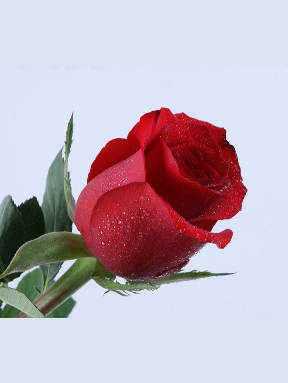 认识植物| 热烈的红玫瑰【卡罗拉】 卡罗拉玫瑰: 花色是最标准的玫瑰