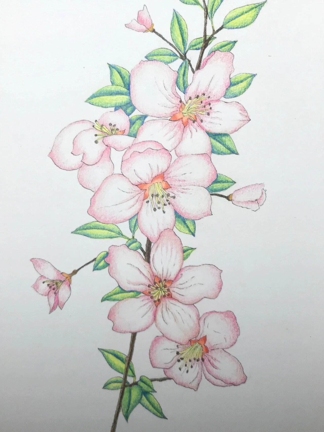 一起来画春天,海棠花绘画步骤图