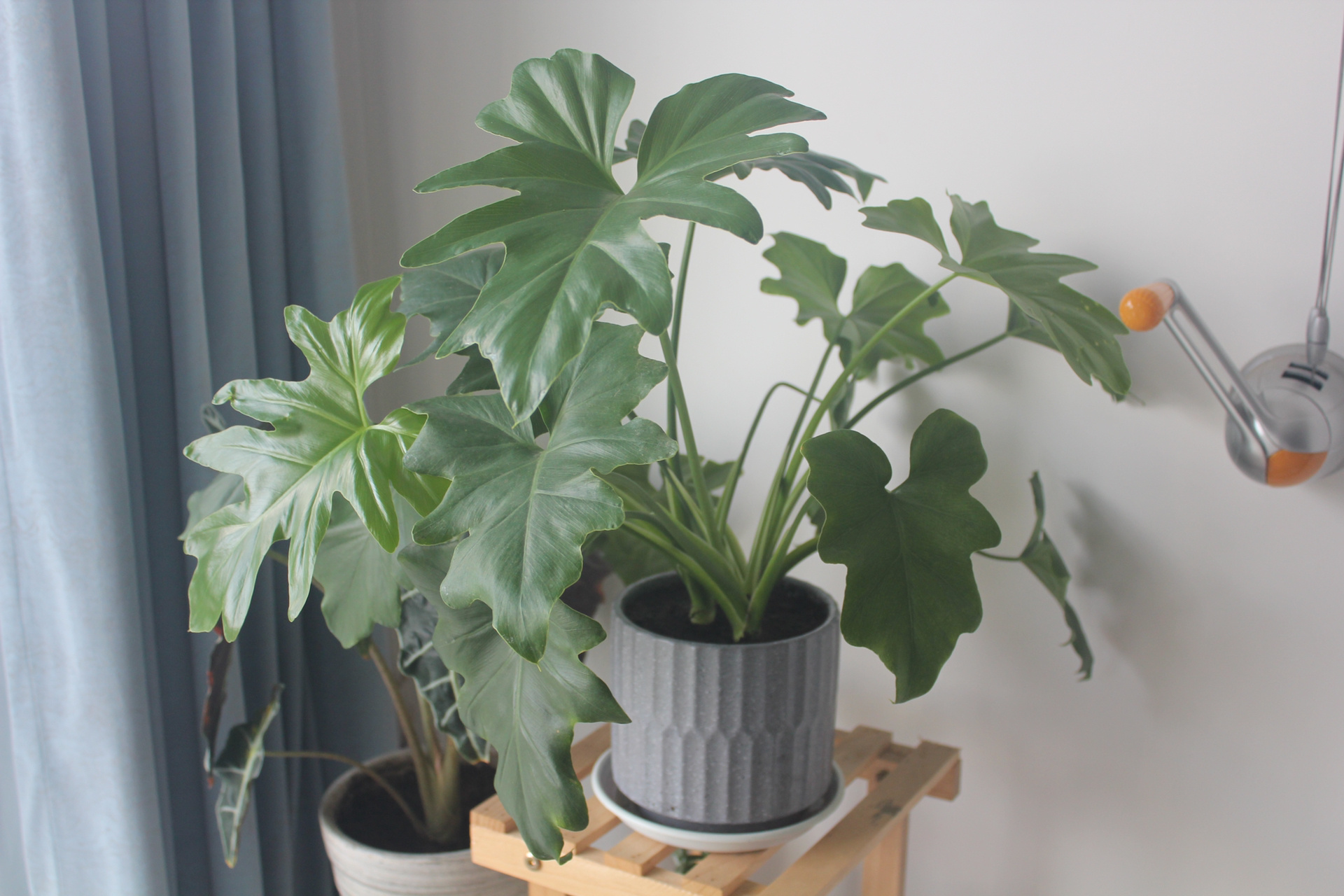 今天给大家分享一下比绿萝还好养而且颜值还很高的绿植"春雨",为拭创