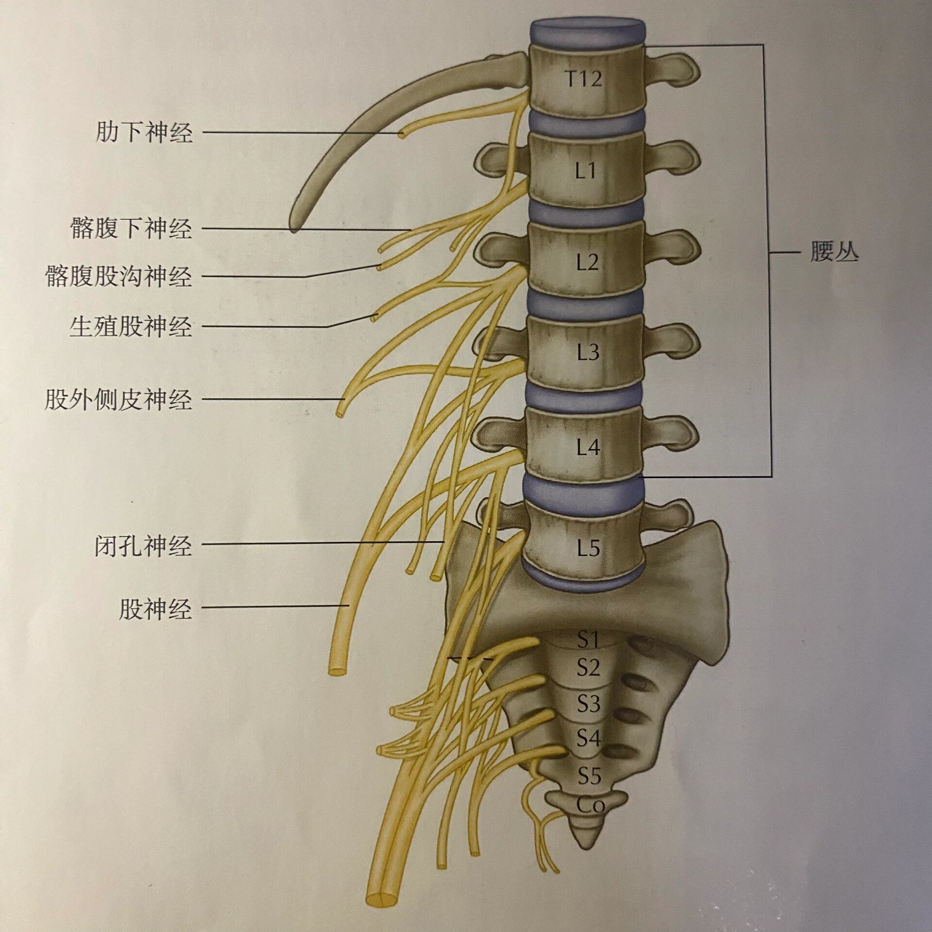 掌握后30秒内就能画出腰丛神经哦 口诀  二三四 二三四 二三