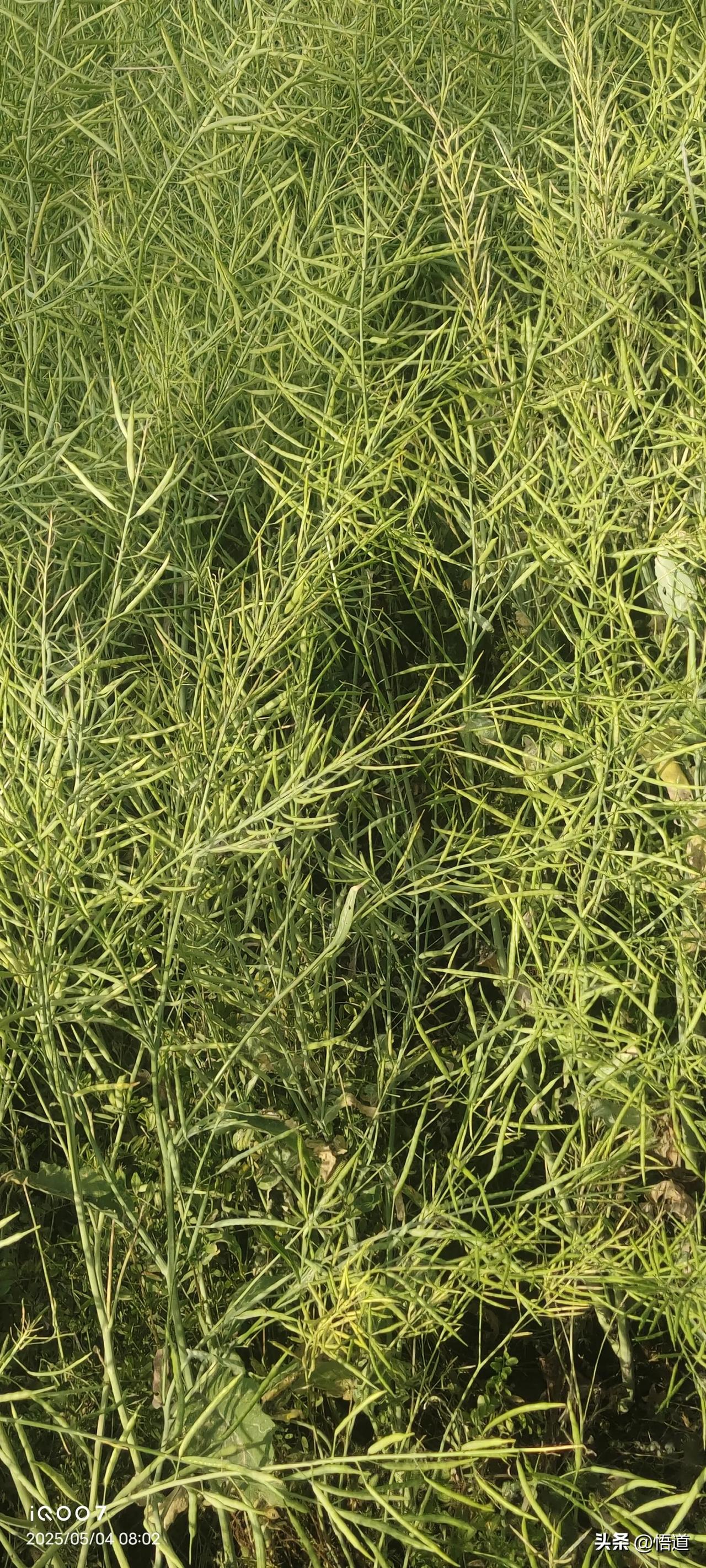 成熟期油菜角果由青绿转为黄绿,最终呈现淡黄色,部分品种边缘呈红褐色