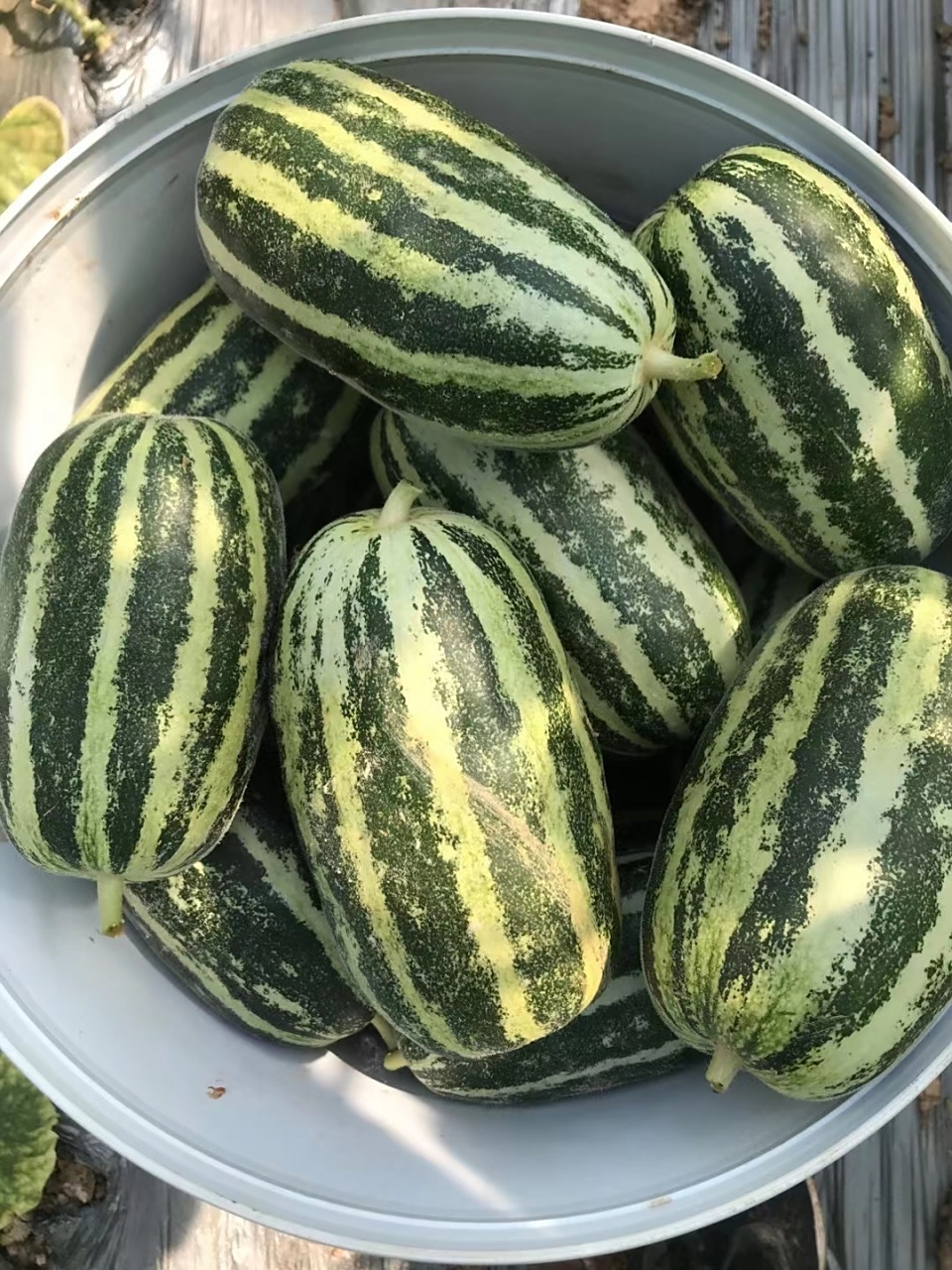 我今年吃到过最好吃的博洋甜瓜!91 我对脆甜的一切都情有独钟!