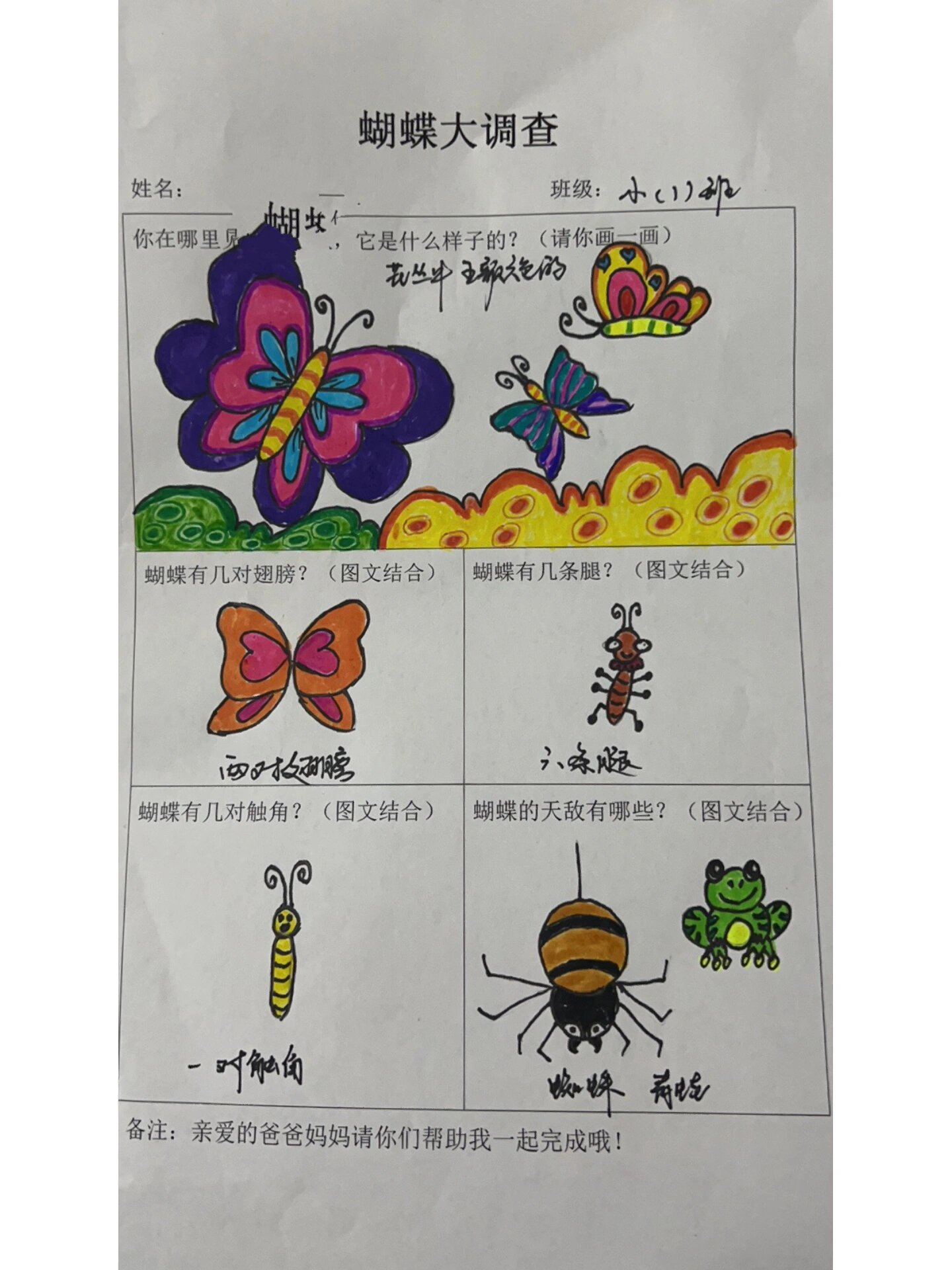 幼儿园小班(蝴蝶大调查)