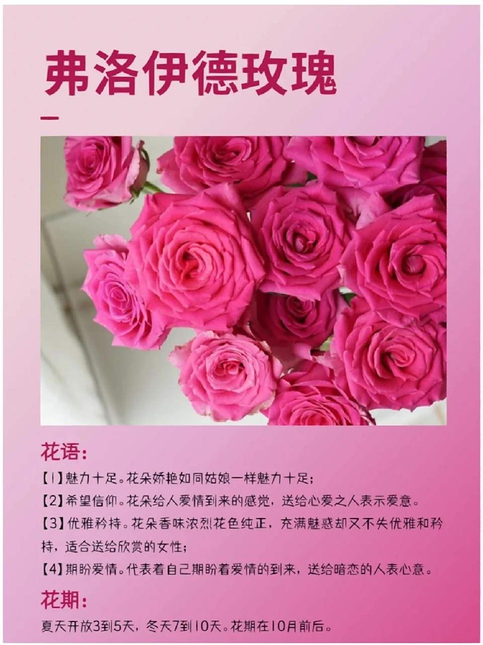 费洛伊德玫瑰 弗洛伊德玫瑰(pinkfloyd),厄瓜多尔玫瑰的经典品种之一