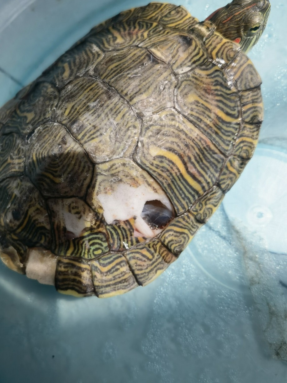 乌龟壳软 烂了怎么办?