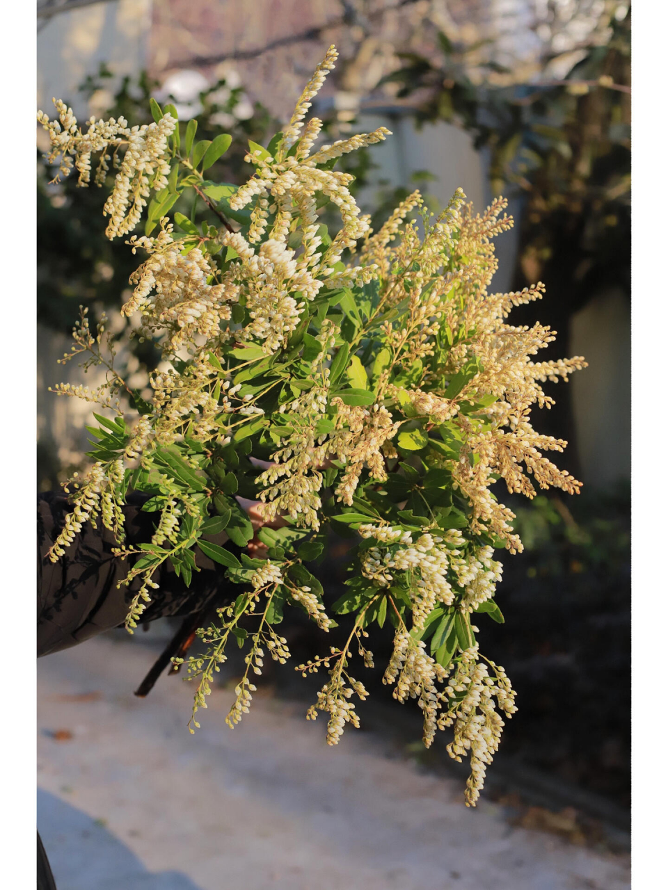 马醉木山里白 一串串铃铛型的小白花,散发着淡淡的香味 小巧的花朵