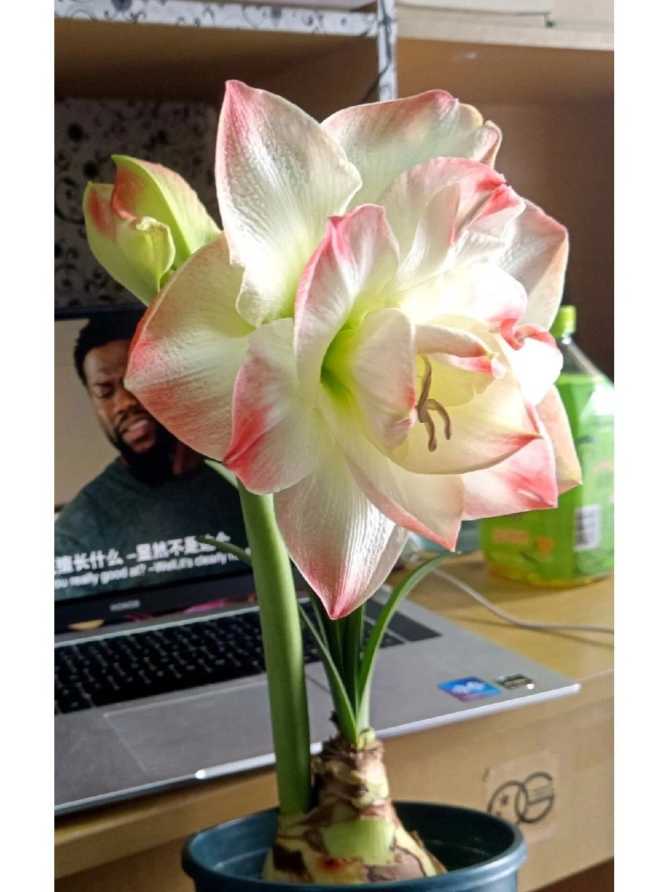 重瓣朱顶红"艾玛迪斯",也叫黛丝,糖果黛丝,经典品种,花大色美,花径