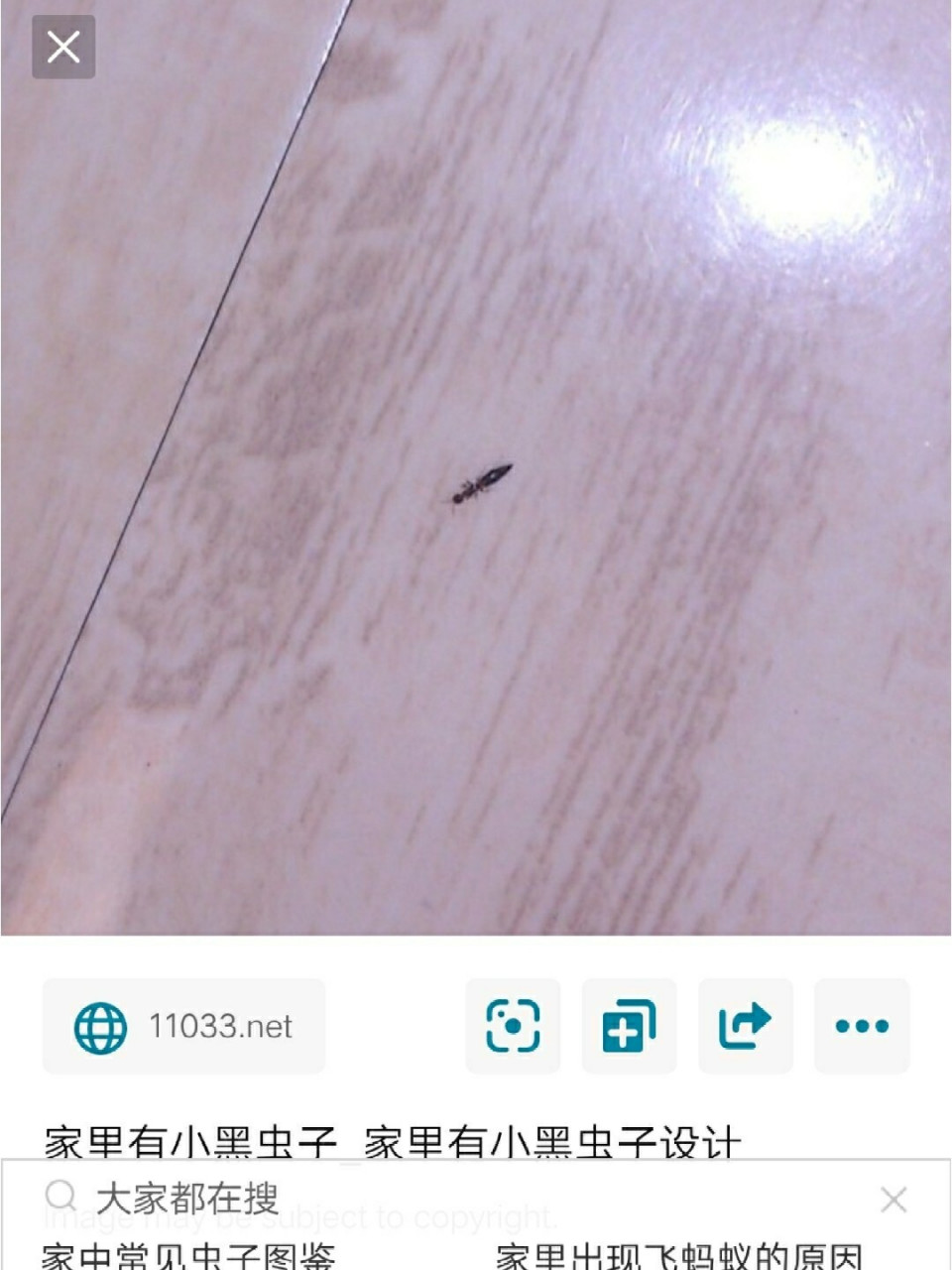 有谁认识这个虫子,床上发现的,咬人又痛又痒