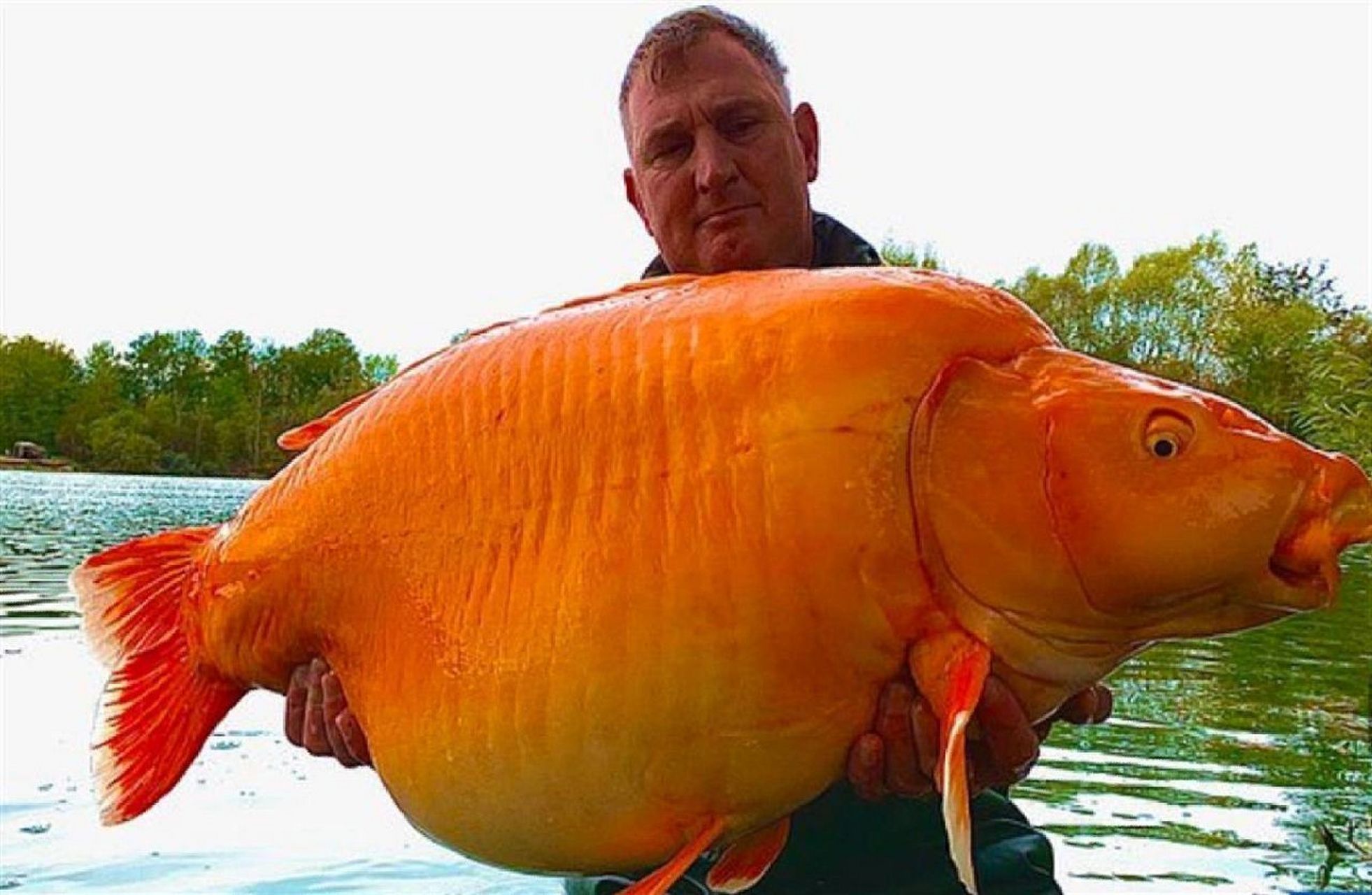 世界上最大的金鱼胡萝卜出水,重约61斤 据《每日邮报》11月21日报道