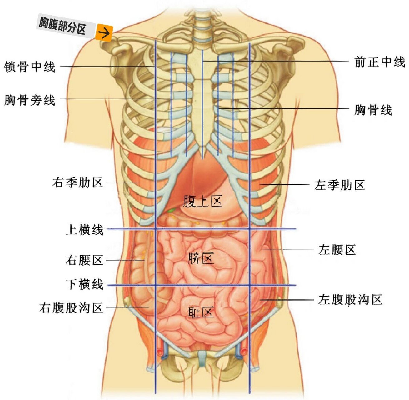 看人体结构图了解身体 心脏在左边还是右边?五脏六腑在哪儿?