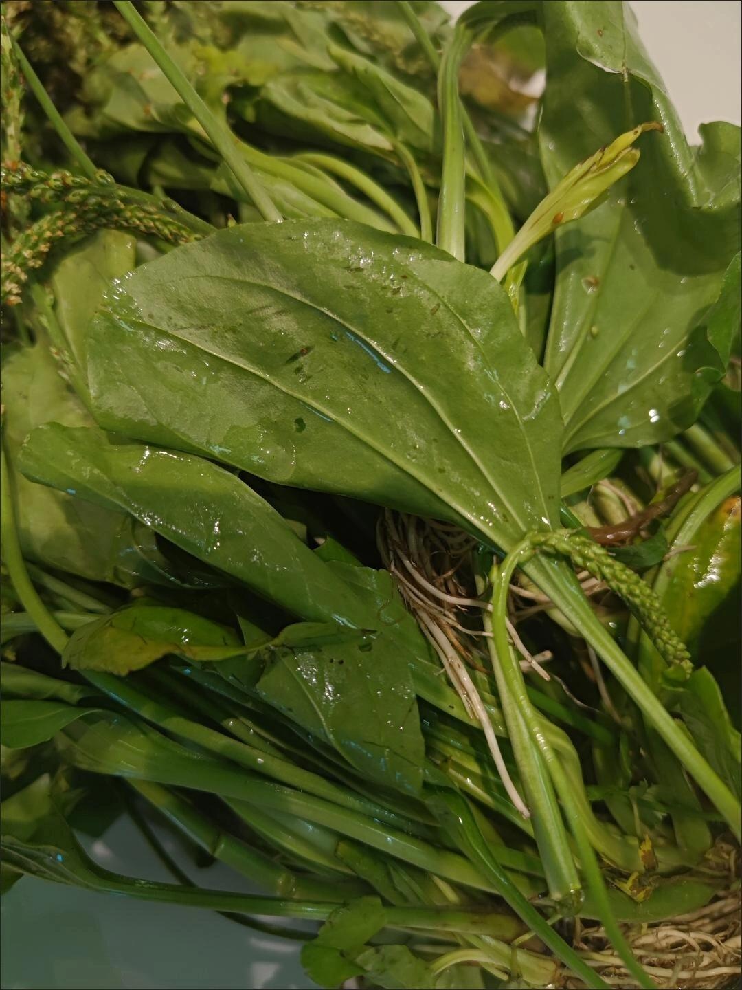 车前草煮水祛湿又养肝 车前草作用 泌尿道感染尿黄