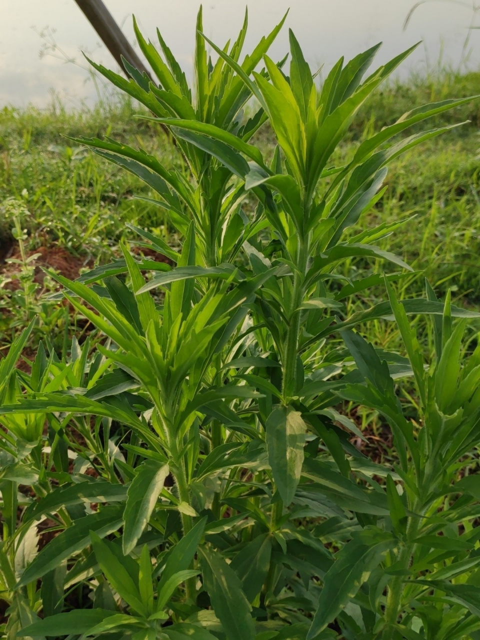 小蓬草图片与功效图片