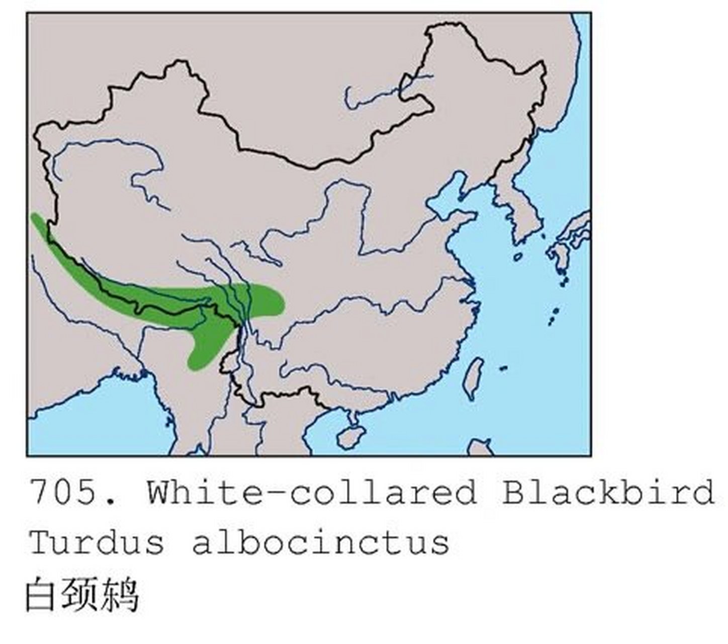 白颈鸫 白颈鸫(英文名:white-collared blackbird,学名:turdus albo