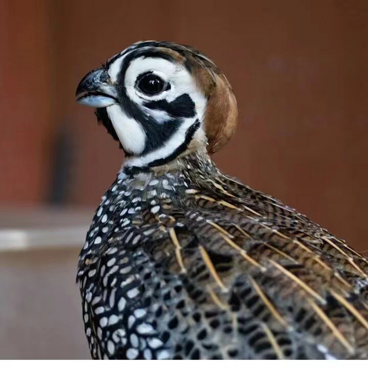 最美小鹌鹑——彩鹑     别名蒙特祖玛彩鹑,京剧脸,大背头,圆圆的身子