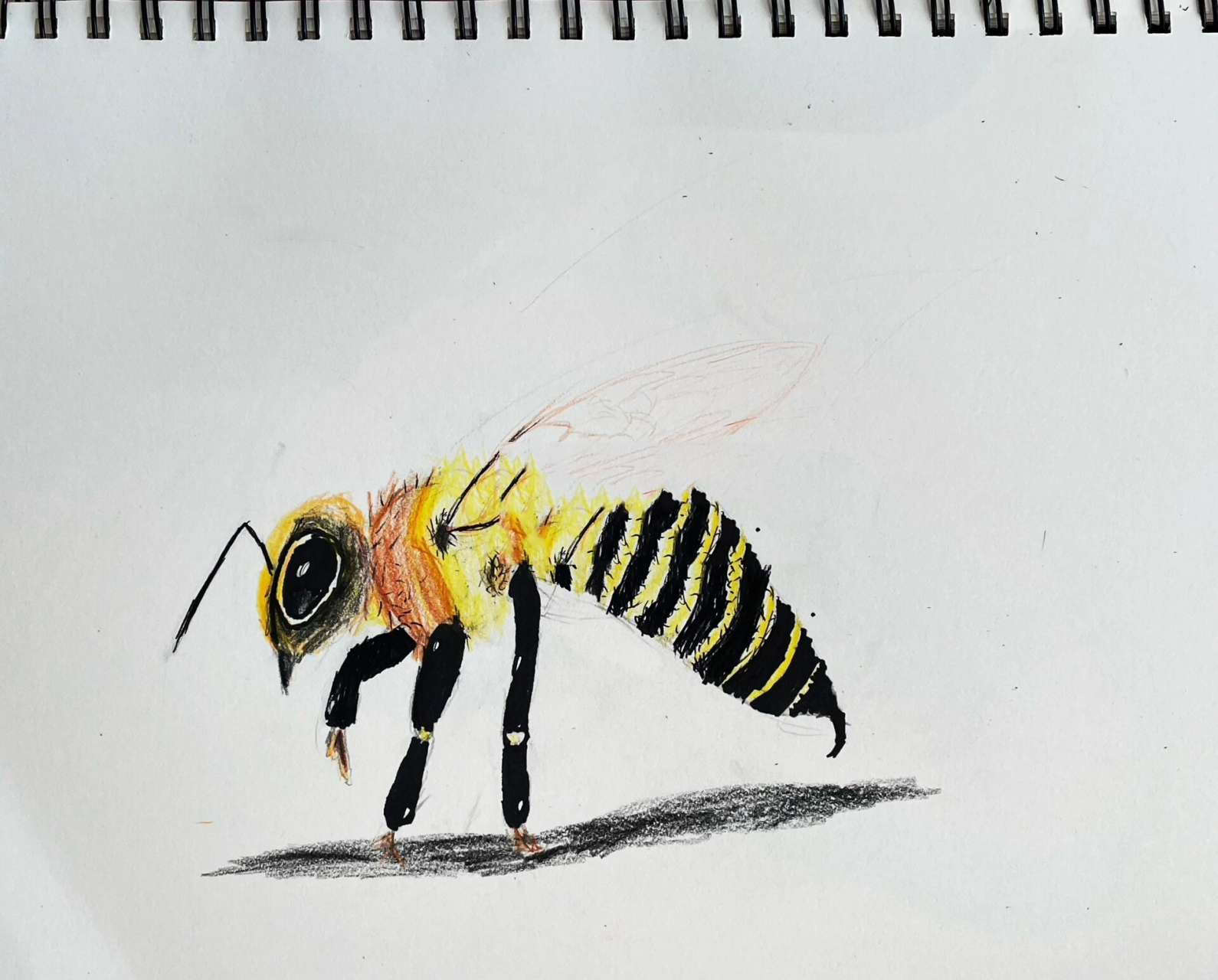 三年级彩铅蜜蜂93 #儿童美术# #彩铅# #彩铅手绘# #彩铅绘画# #蜜蜂