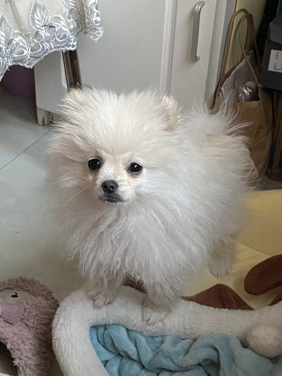 四个月的博美尴尬期 尴尬期,猴脸97一天比一天明显了,丑呆丑呆的,让