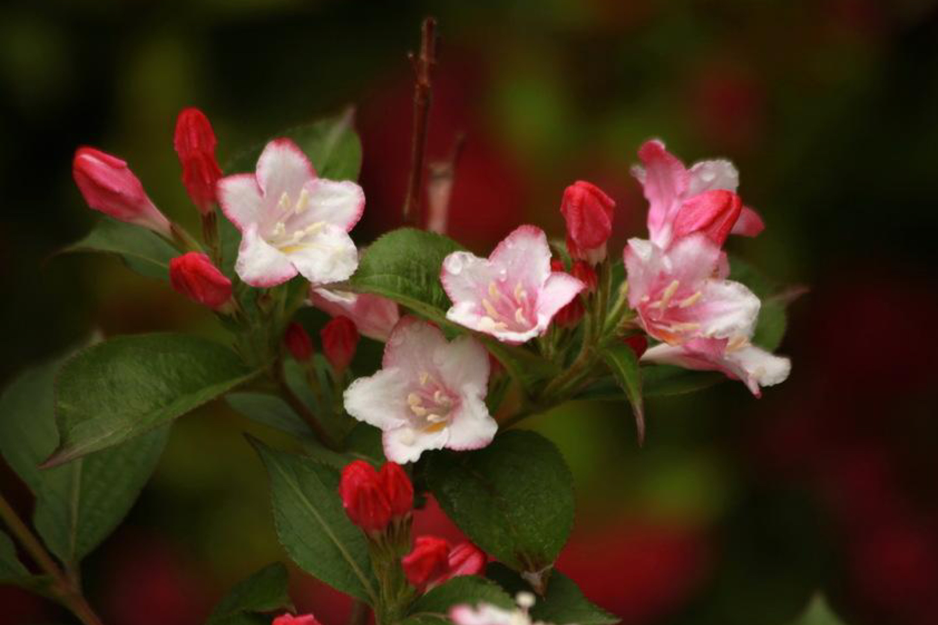 红花檵木观赏特性图片