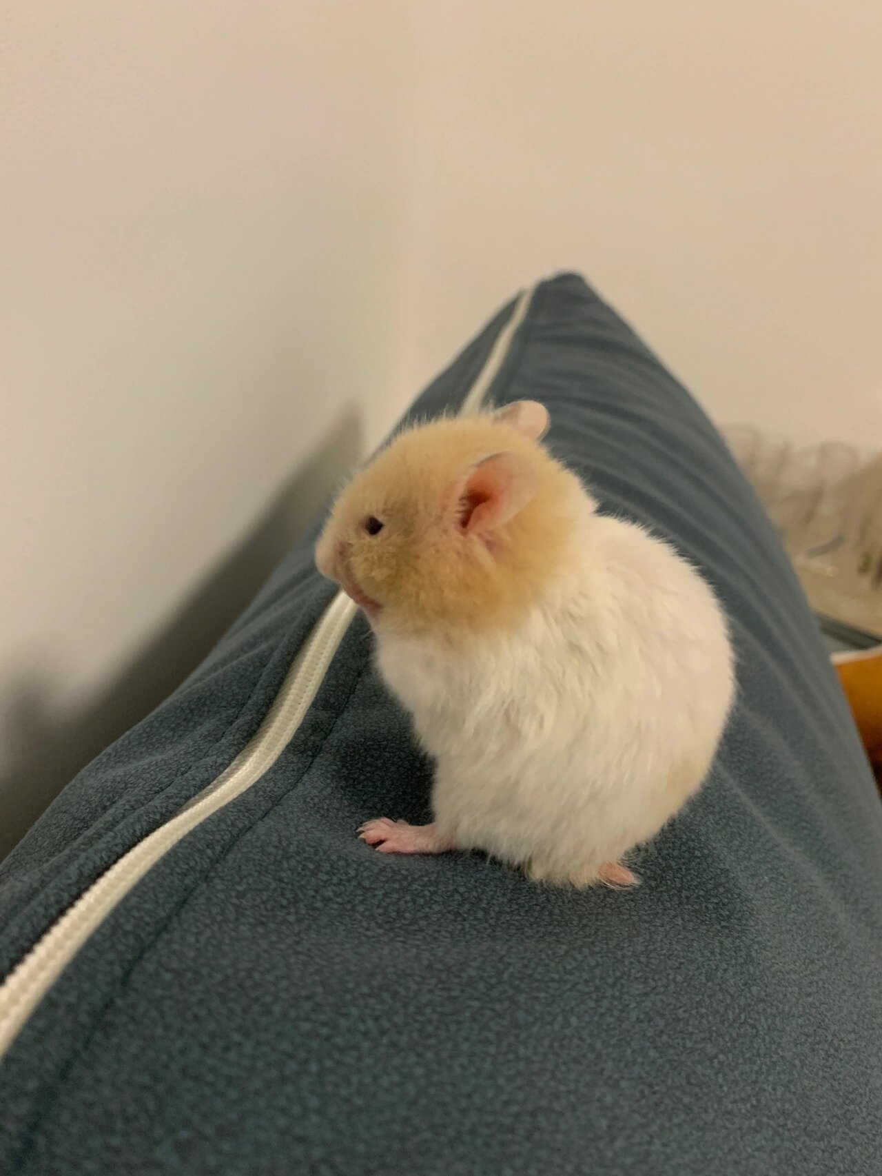 仓鼠在家里跑丢了怎么办